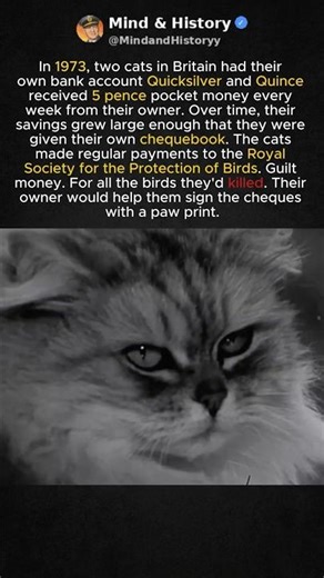 These Cats Donated to Charity for Killing Birds