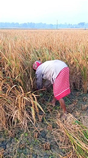 2.2K views |  Morning Glow Harvest | Women Farmer in Paddy Field #everyoneシ゚ #fbreelsfypシ゚viralシ | AJS Agri Vlog | Facebook