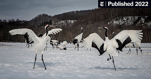 These Revered Cranes Escaped Extinction. Can They Survive Without Humans?