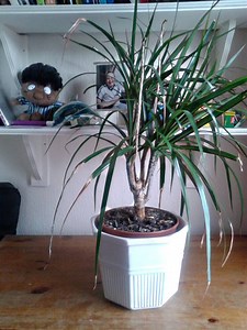 Pruning and Repotting a Madagascar Dragon Tree - Ultimate Guide