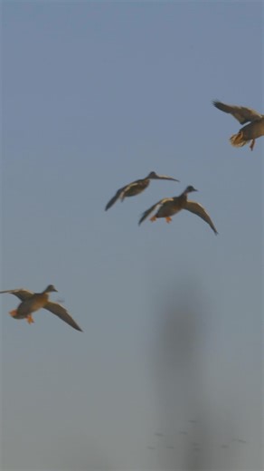 Typically snow geese are the on the main menu when we hunt Saskatchewan in the fall, but on this trip we found ourselves with some more time hunting mallards! A couple fun afternoon hunts and one last day combo hunt that was incredible. Don’t miss all the action on this weeks episode! - The Sportsman Channel - #hunting #waterfowl #duckhunting #mallards | Heartland Waterfowl