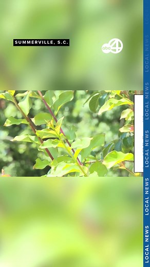 A Summerville man died after putting fireworks on his head. The man was identified as 41-year-old Allen Ray Mcgrew. The Dorchester County Coroner’s Office said McGrew set off a large firework on his head. The coroner said the device exploded on top of his head, causing massive injuries, and McGrew was pronounced dead at the scene at 11:10 p.m. You can read more at abcnews4.com.