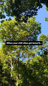 Black lemurs … always with the screaming! 😆 Nothing can ruin this Malagasy forest chill though. #gvi #conservation #madagascar #travel #makeadifference #GVIWildlife | GVI - Conservation & Community Development