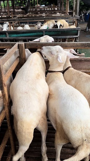 fattening domba💪. #fyp #viral #penggemukan #gibas #fattening #sheep #farm #dombagemuk #sheepenergy #millenialfarmer