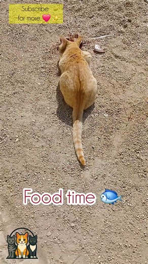 I Fed My Cat Fish for the First Time — Her Reaction Shocked Me!#prettycat #cat #kitten #pets #گربه