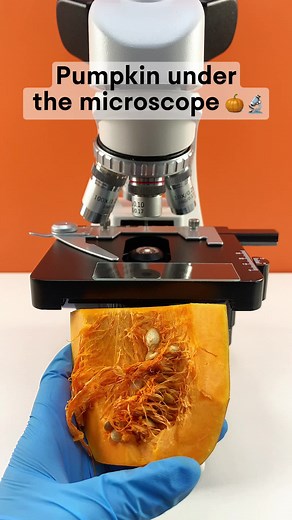 Exploring a Pumpkin Under a Microscope