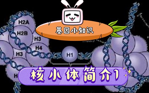 基因小知识 核小体简介1
