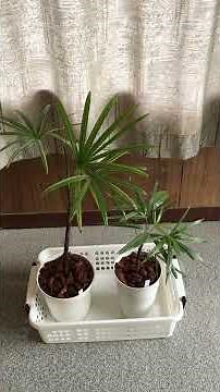 斑入りシュロチクを植え替えたよ。【ショート動画】