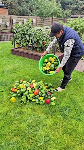 The season is almost over. A bit later, I’ll put together a more detailed video. Video recording date: October 13, 2026. #Horticulture #gardeningtiktok #Gardenharvesting #gardeners #gardening