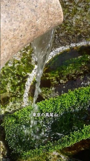 世界一の高尾山で癒しハイキング (02)🌿満開の梅と洗心地蔵尊