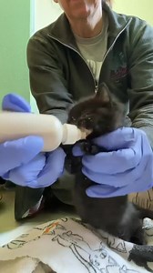 Humunga Kowabunga wanted us to thank you for sending her more Fancy Feast kitten food! She is enjoying her bottle of food/formula very much. She has gained 4 ounces since Sunday! PS - make sure to watch to the end to see her cute messy face! 😸 | Boone Area Humane Society