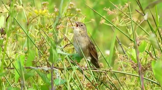 Common grasshopper warbler calling (Locustella naevia) Europe, Palearctic, Africa, India. | BIRDS & Nature
