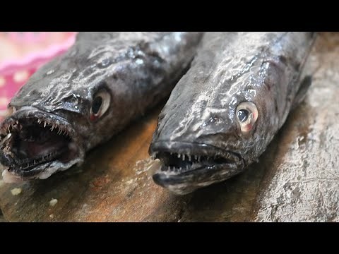 BLACK HAKE Fish Filleting and Cleaning | AMAZING Whiting Fish