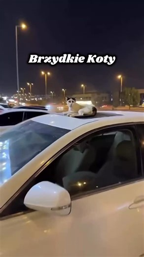Behawiorysta i dietetyk kotów | Magda Dymarczyk | Katowice on Instagram: "Niektóre „słodkie” cechy wyglądu Kota nie wzięły się z natury, tylko z… naszych zachcianek 🙃 Niebieskie oczy, śnieżnobiałe futerko, oklapnięte uszka czy krótkie nóżki to efekt doboru i krzyżowania osobników przez ludzi, żeby te cechy utrwalić. I tu robi się mniej uroczo💔 • Szkocki Fold: oklapnięte uszy wynikają z mutacji chrząstki, która wiąże się z bolesną chorobą kości i stawów (osteochondrodysplazją). To nie „taka uro