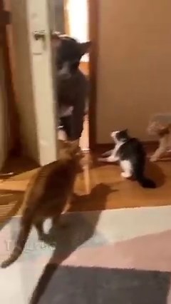 oh big cat 😸😸 | Kitty 1st