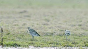 A few curlew birds resting near water puddle flooded wetland during migration