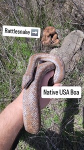 @oasis_herping California has some incredible biodiversity! I'm still jaw dropped by this moment, having a HUGE native Rosy Boa in hand and a HUGE Red Diamond Rattlesnake rattling in the background! Paradise to me! Both of these are native speices that it is illegal to harm. I love when there are laws in place to protect native wildlife, but its even more important to protect their habitat. You can not save a species if its home is destroyed. #cali #california #boa #rattlesnake #red #diamond #sn