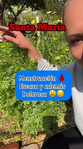 19K views · 310 reactions | La planta de SANTA MARÍA Ó MATRICARIA su nombre científico Tanacetum parthenium muy parecida a la manzanilla tiene efectos antiespasmódicos,carminativos,vermífugo y antimigrañoso,en algunos pueblos es utilizada como un anticonceptivo natural,puedes acompañar su uso de una buena alimentación #natural #plantas #nutricionista #fitoterapia #nutricion #mujeres #dolor #santamaria #nutricion #saines | Saines | Facebook