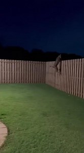 German Shepherd vs Bobcat in Backyard!