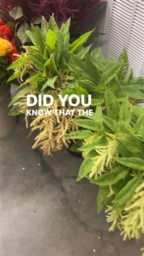 Gardener's Workshop Farm on Instagram: "Available until midnight 11/5! Want to learn how to become a flower farmer and start a business? Checkout my Flower Farming School⬇️⬇️⬇️. Comment BASICS to get my special offer on “Flower Farming School Online:The Basics, Annual Crops, Marketing, & More” Save $200 plus my “Succession Planting Training” that includes a 5-page PDF planting plan!! Did you know that my school has a private student group that you can ask me questions? Gain confidence and guts f