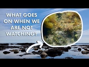 Underwater Hidden Camera! (10 minutes of Underwater Footage in a Rockpool)