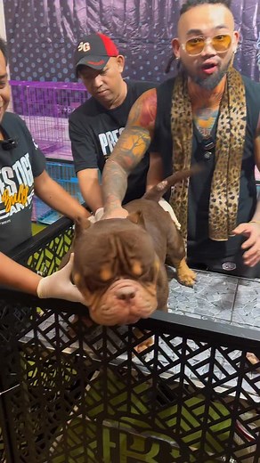 IRON Micro Exotic Bully kepala terbesar harga 1,1 M @prestige.bully.camp | Audrey A Kotj