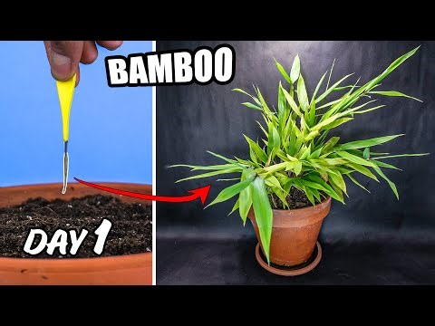 Bamboo growing time lapse - seed to plants (220 days)
