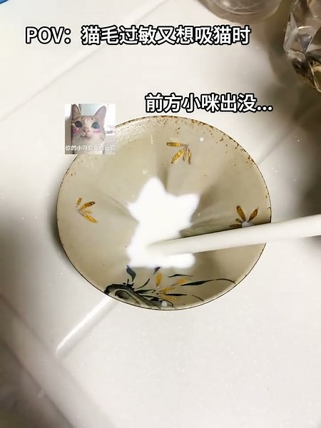 This Teacup Kitten is Too Cute! #cat #teacup #cutecat #catlover