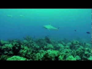 Pilot Fish introduced by Dr. Georg Martin