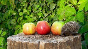 Young hedgehog running on a stump and looking around. Cute animal in nature with autumn apples. Man saves animal and and lets him go on a tree trunk to nature. Wildlife Rescue