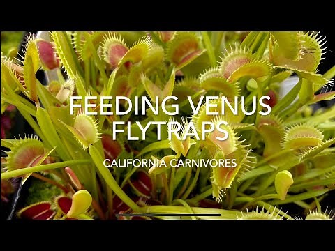 What do Venus Flytraps Eat and How?