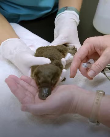 Baby platypuses usually stay with their mothers for at least five months — so when this little one was found severely dehydrated and thin during a forest fire, these vets knew it was time for some real love and care 💓 #SecretsOfTheZoo | National Geographic TV