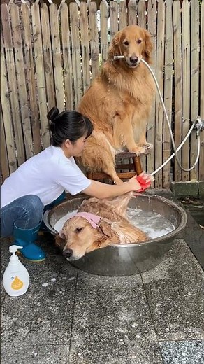 The swirling bath water turns out to be Duoduo's foot-washing water. Dog bathing. Golden Retriever.
