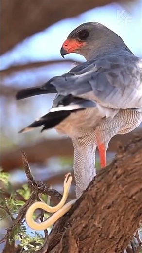 Hawk Catches Snake — But Instantly Regrets It