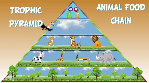Educational video: The Animal Food Chain for Kids | Happy Learning