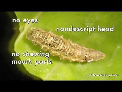 Identifying Syrphid Fly Larvae