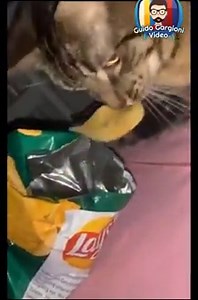 698K views · 7.9K reactions | Animali che parlano IN GENOVESE (parte 22) Parte 21 qui: ⬇⬇⬇ https://www.facebook.com/360340573985042/posts/3846962488656149/ | Guido Gargioni - Video | Facebook