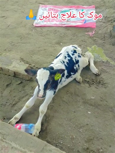 Effective Treatment for Mook Diarrhea in Animals