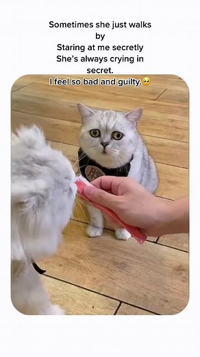 Should I be around to touch her and isolate the other kittens? #catoftiktok #cat #pet