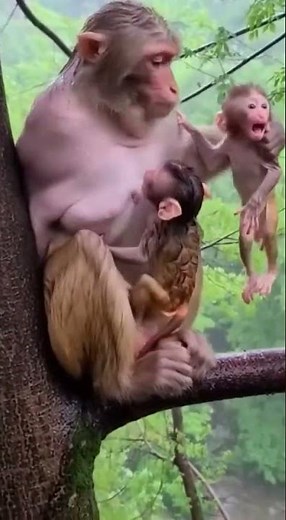 Crazy Wild Monkey Moments | Monkey Crazy
