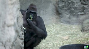 Gorilla Snack Time! 🦍🥕 | The Buffalo Zoo