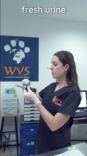 How to measure urine specific gravity #veterinary #clinicalskills #vetacademy #shorts #vet #science