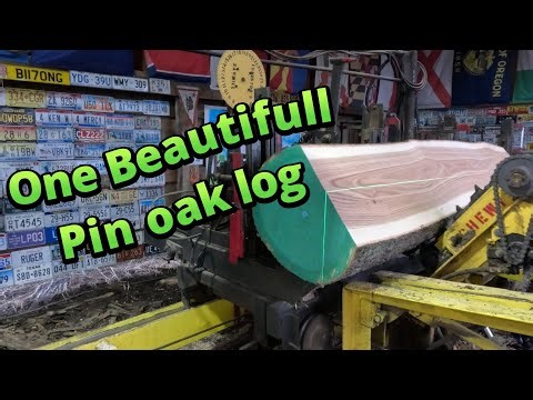 Sawing one beautiful pin oak log from the firewood pile # 822