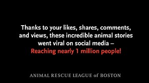 69 reactions · 4 comments | You may not have realized it, but your shares, likes, comments, and views helped these animals in need. Your involvement made their stories go viral, reaching nearly one million people this year! | Animal Rescue League of Boston | Facebook