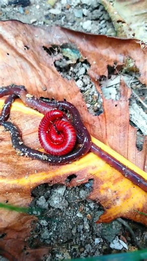 Beautiful Earthworm and Millipede #jwildlifetv