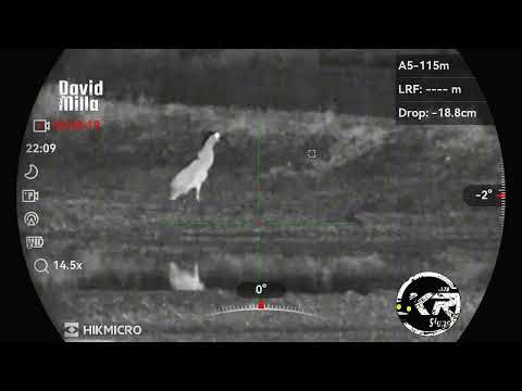 Hikmicro alpex 4k LRF with ACW nikka hybrid shoot on goak #hikmicro #hikmicroalpex4k #acwnikka