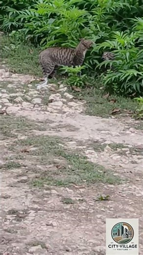 Two Cats Arguing Like Humans in the Village"🐈🐈