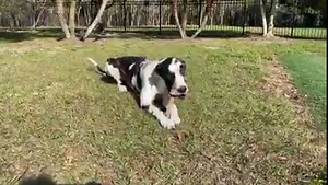 51K views · 110 reactions | This German Shepherd puppy is more than happy to make a new friend - a cute little emu! Check it out! | Rumble | Facebook