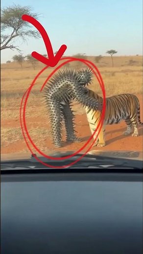 Man in Spiked Suit Hugs a Tiger #ai #shorts #animals #tiger