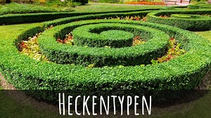 Heckentypen » Ideen & Inspirationen zur Gestaltung | Hecken Helge
